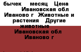 ,бычек 1  месяц › Цена ­ 10 000 - Ивановская обл., Иваново г. Животные и растения » Другие животные   . Ивановская обл.,Иваново г.